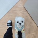 멈무까 | 부산 광안리 반려견 수제간식 멈무까 추천 및 후기
