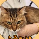 소중하냥 이미지