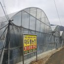 나들농장 | 🍓 남양주 더드림 딸기 체험 농장 후기