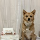 pet63다5174 | 인천수제간식 전문점, 부평수제간식 펫브로 강아지 간식 배송받은 후기