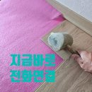 오케이 365 익산춘포점 | [전주,익산,군산] 아파트 싱크대 밑 물먹은 마루 부분보수