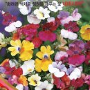 네메시아 부용화 청치마 2분 이미지