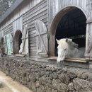 표선면사무소 | 제주도 아이와 가볼만한곳 서귀포 카페 목장 밭디 방문후기