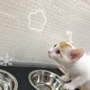 Jpet동물병원 네이버블로그