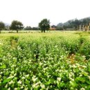 교동초 앞 삼거리 이미지