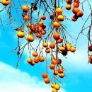 간다. 가야한다. 미련(未練)없이가야한다. 승리자(勝利者)로서 가야한다! ＞ 이미지