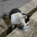 성산호스텔 | 제주도 북카페 스탭의 동쪽여행 (우도, 종달리, 세화, 월정리) / 마음스테이와 시타북빠