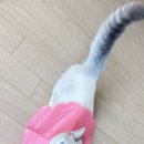 김대진동물병원 이미지