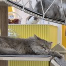 고양이카페 아이캣유 이미지