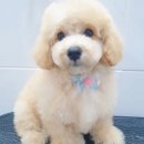 핑크펫샵 이미지