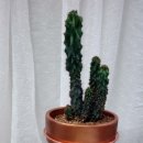 사파동358 이미지