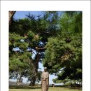 솔뫼성지 소나무 이미지