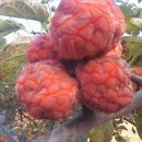 결장암에좋은식품.결장암치료에좋은식품.결장암에좋은약초.결장암치료에좋은약초. 이미지