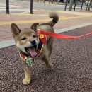 해솔동물병원 이미지