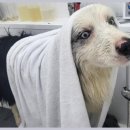 그린펫그루밍 이미지