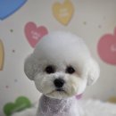언니네 펫 네이버블로그