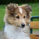 안산동물병원 이미지