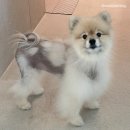 6전6회 | [알로페시아] 두카메디컬센터에서 줄기세포 치료 6회차 마지막 후기 &#39;우리 아이가 달라졌어요&#39;