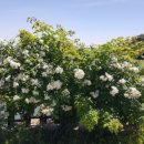 로그밸리 이미지