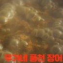 우가네풍천장어 이미지