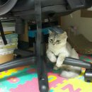 고돌이네 이미지