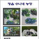 동양농장 네이버블로그
