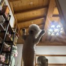 혜미분식 | 29. 백수같으당