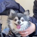 쫑랑쫑랑 이미지