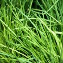 오색허브농원 이미지