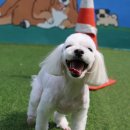 대쌍령길 5 이미지