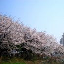 2014.04.02. 황방산과 전주 천변의 봄꽃1 이미지