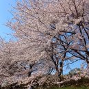 순천시 동천의 벚꽃 이미지