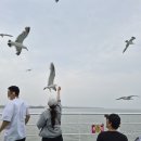 섬펜션 - 태안군 영목항로 30-41 | 호우주의보였던 장봉도 섬 k펜션 후기