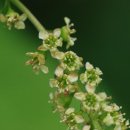 라플라워 이미지