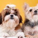 [1급과정] 반려동물관리사 1급 이미지