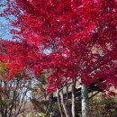 월 | 화담숲 11.17(월) 후기