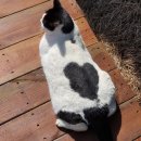 미로돈까스 이미지