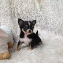 애견왕국 이미지