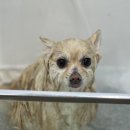 도그보니타 이미지