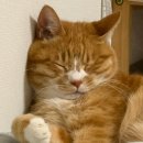 효효그루밍 이미지