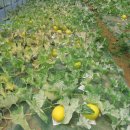 철수 농장 이미지