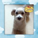 한나동물병원 이미지