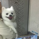 아지파파 이미지