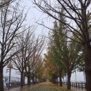 염치읍 은행나무길 이미지