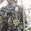 강원산림원 이미지