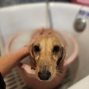 로미 펫 살롱 이미지