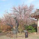 남사-7 이미지