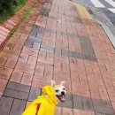 용인시 동물보호센터 이미지