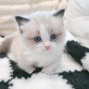 냥이친구 이미지