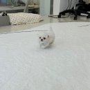 디어룸(DEAR:OOM) 이미지